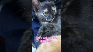 まーちゃん幼少期かわいすぎる　#shorts #cat #猫　#ねこ　#kitten #子猫