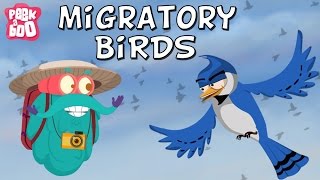 Migratory Birds | The Dr. Binocs Show | Learn Videos For Kids