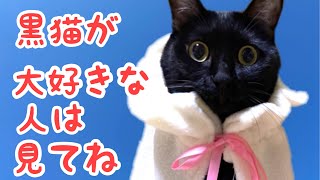 【黒猫　甘える】膝から降りない甘えたの黒猫　ゼロ距離で密着しないと気が済見ません　マッサージする猫#猫　膝の上#黒猫　甘えん坊