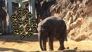 ぶんぶんするアルン【2023年2月17日】【上野動物園】アルン