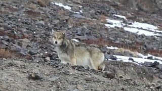 two wolf's attack ibex in the mountain of Khunjarab