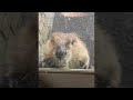 Beaver Announces That It's Snack Time || ViralHog