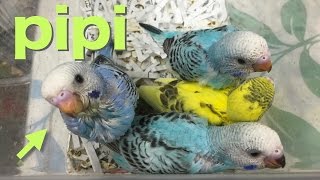 セキセイインコの雛【ピピのお迎え当日】（生後２〜３週間）Budgie Parakeet [#001]