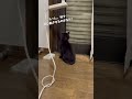 ちょっと見てみたかった姿😂 猫のいる暮らし 保護猫 黒ねこ 黒トラ 猫