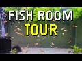 Guppy Room Tour With Hundreds of Guppies In The Fish Room!