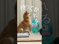 天罰をくだす柴犬