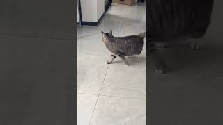 Funny cat 😂😂😂 #viral #shorts #funny #fails #cat
