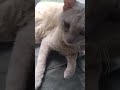 お昼寝の邪魔をされてちょっと不機嫌な茶ネコ ねこ ねこ動画 ネコ 猫 猫動画 ねこ部 ネコ部 猫部 猫のいる生活. ネコのいる生活