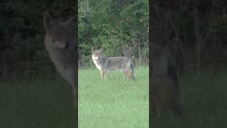 BIG Coyote On The Move #coyote #newyork #predator #SongDog