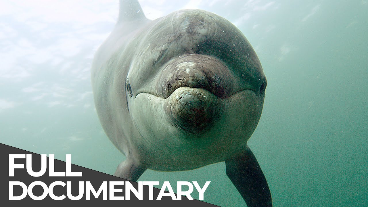Ocean Stories 3 Dolphins And Whales Free Documentary Youtube
