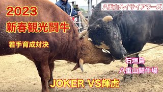 【石垣島の闘牛大会】2023新春観光闘牛 若手育成対決　JOKER VS輝虎