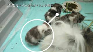 【生後２日】モルモットの赤ちゃん　誰に似ているかな？   Two day's old Guinea pigs - Who do you look like?