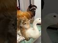 Funny rooster and duck are fighting to sleep with the cat!(Click to watch the full version)