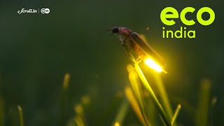 Eco India: Why are conservationists wary of the growing popularity of firefly festivals in India?