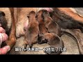 双血统马犬阿阳给自家马犬接生，带你感受马犬生崽全过程你见过吗