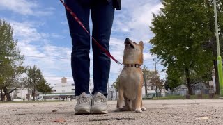 レンタロウちゃんのお預かりトレーニングの様子　2024.10.24