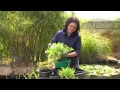 Greenfingers - Floating baskets: Using plants to filter your pond Greenfingers - Floating baskets: Using plants to filter your pond