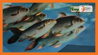 Kenya's Gold | Omena Fishing in Kisumu - Gold feature