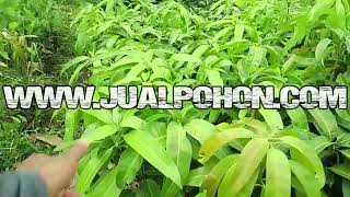 Jual Bibit Pohon Mangga Agrimania Stok Banyak