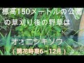 神奈川県・厚木市・愛川町・鳶尾山・・草刈した後の野草、更に一週間経ったので、また行って観察しました