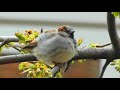 puffed up sparrow on a branch spring time