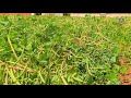 Cowpea CO (CP) 7 variety