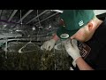 how to harvest dry cure burp and trim