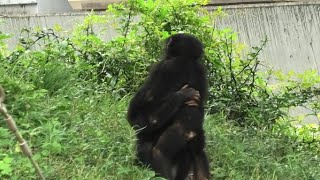 Always together! by Plum and Ibuki  いつも一緒！プラムとイブキ　Chimpanzee  Tama Zoological Park