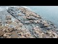 group of walrus on a big rock formation