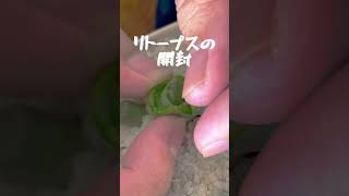 リトープスの開封！【アテPla】  #plants #植物