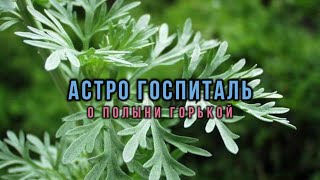 АСТРО ГОСПИТАЛЬ о полыни горькой