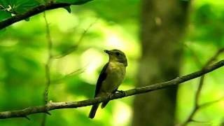 キビタキ幼鳥の鳴き声♪( Narcissus Flycatcher・Ficedula narcissina  )