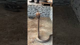 പത്തിവിടർത്തിയ മൂർഖൻ #snakevideo #cobra #venomous #snakerescue #snakegame