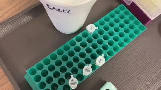 Lab Demo: Bacterial Transformation