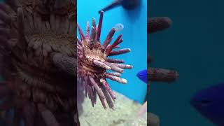 pencil sea urchin