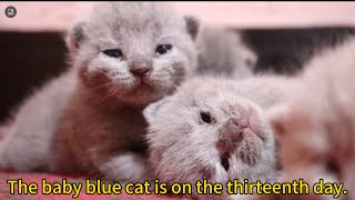 The baby blue cat is on the thirteenth day.🐈‍⬛🐈‍⬛🐈‍⬛🐈‍⬛🐈‍⬛🐈‍⬛😺 六只蓝猫宝宝出生第十三天了。