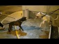 dogo argentino vs pitbull dogo2years pit4years no fight this is example of what not to do