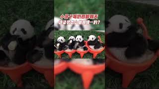 吨吨～举着Jiojio喝瓶瓶奶也太萌了吧！| 熊猫南小月