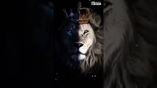 #ladies and gentlemen .lion version #new #reels #attitude #shorts @rome_-videos3911