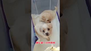 盤錦流浪動物救助老姜：百只流浪動物領養計劃，這是第十九只#shorts