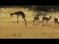 springbok pronking