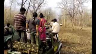 Wildlife photography workshop at Tadoba - tigress with cubs encountered in first drive