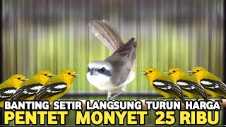 BANTING SETIR HARGA PENTET MONYET 25 RIBU CIPOW SUMATRA 35 RIBUAN PASAR BURUNG PRAMUKA