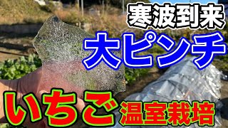 〜初心者でも簡単に出来るイチゴ栽培シリーズ〜寒波到来、大ピンチ。霜について詳しく解説して行きます