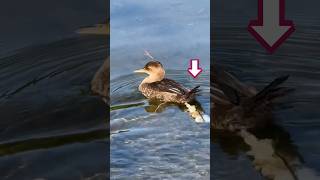 Duck peeing in water 水中でオシッコするカモ #shorts