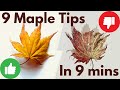 9 Japanese Maple tips in 9 minutes, turn regrets into success!