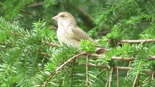 A Lovely Lady Greenfinch Enjoying A Yew Seed