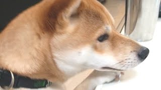 柴犬が匂いに釣られてやってきた