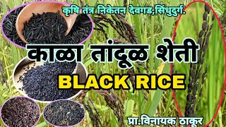 काळा भात, शेती/ Black Rice Farming,आरोग्य वर्धक तांदूळ