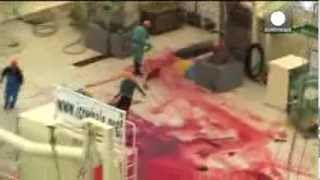 Exposed: Japan kills whales inside sanctuary - Sea Shepherd video